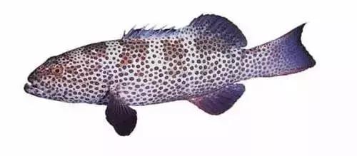 高档海鲜鱼类大全,常见的45种海鲜大全图解