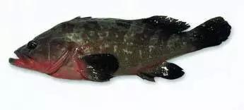 常见的大型海鲜鱼类有哪些,名贵海鲜鱼类大全