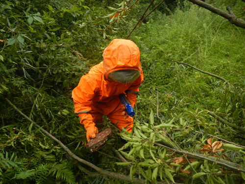 野外毒蜂蜇伤怎么处理,女子被蜂蛰被警察送医