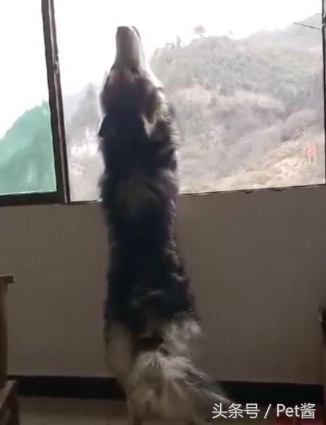 哈士奇对主人发出低吼,哈士奇整天嗷嗷叫