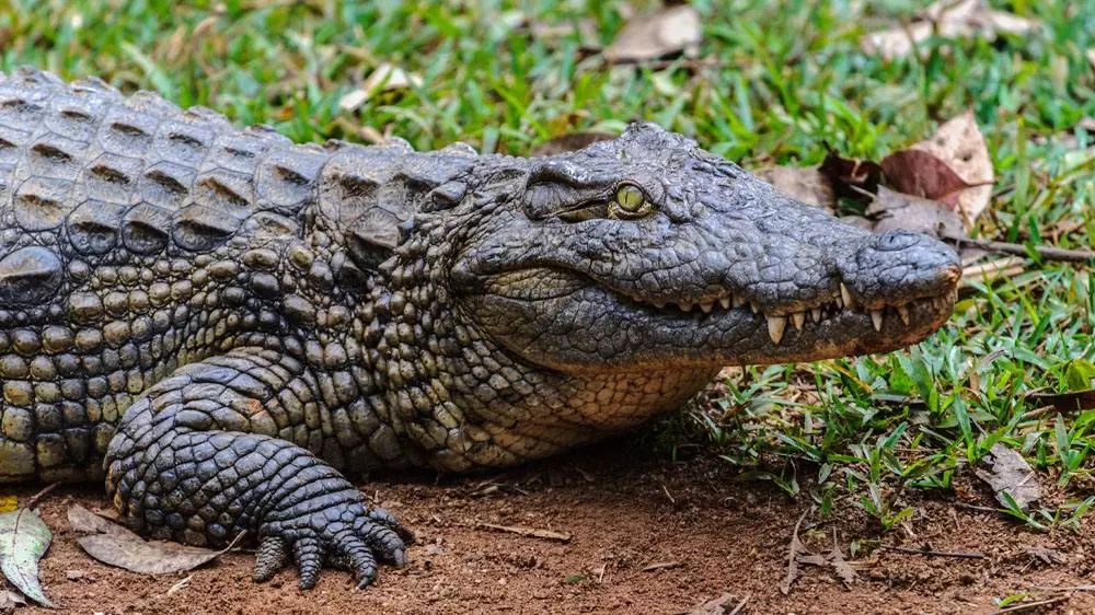 砍下白化病人的四肢入药，猎杀光头男人治病：只有你不敢想，没有巫医做不到