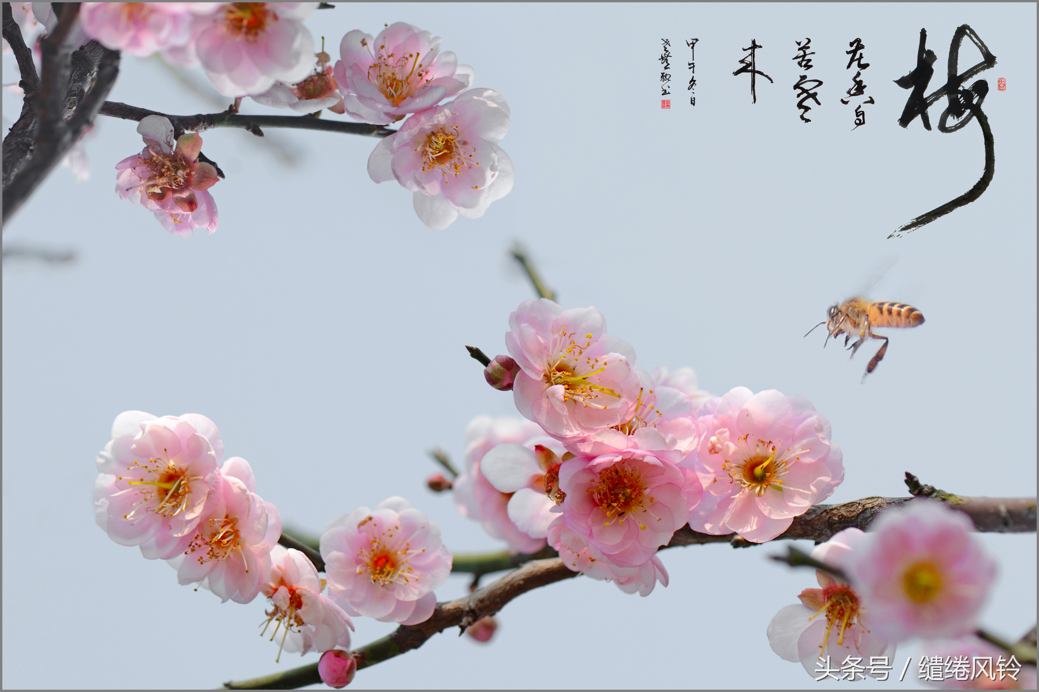 疏影横斜诗,疏影横斜隶书