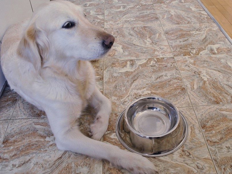 狗鼻子干燥怎么治疗最有效,如何正确处理狗鼻子