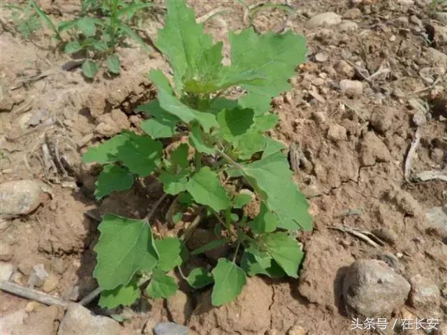 西安长安挖野菜最好的地方,长安哪里挖野菜好吃