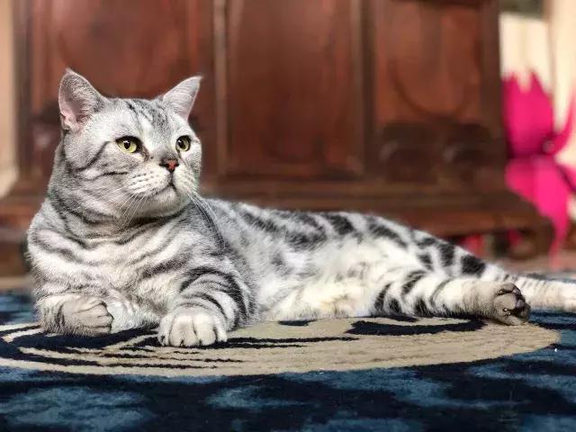 鐚眴妗堜欢,鐚眴鐩存挱琚墦浜嬩欢鍚庣画