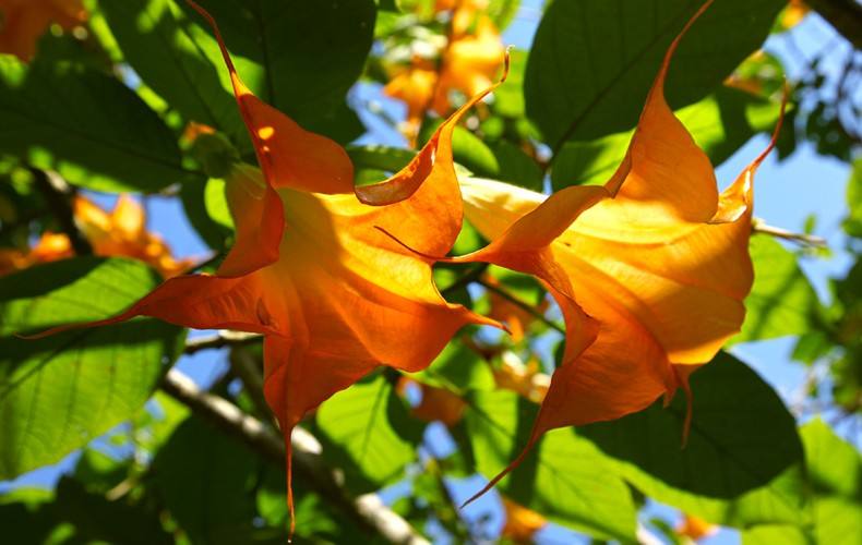 麻沸散的传说故事,麻沸散民间故事