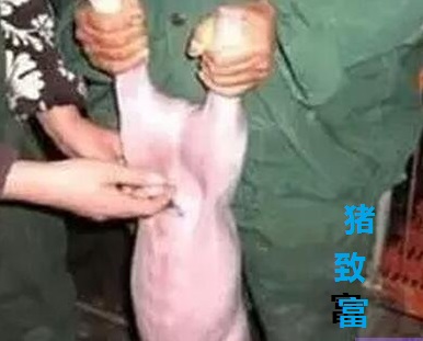 仔猪腹泻性脱水如何补液，三种做法，两例处方，一样初心