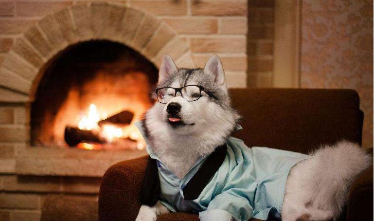 500元一只哈士奇没人要，农民工说了这句话后被路人疯抢