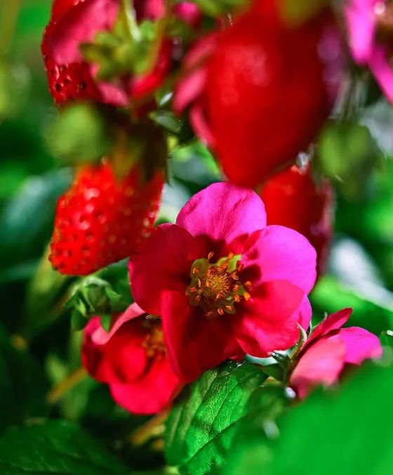 陈冠希吃的苹果,陈冠希吃的白草莓什么品种