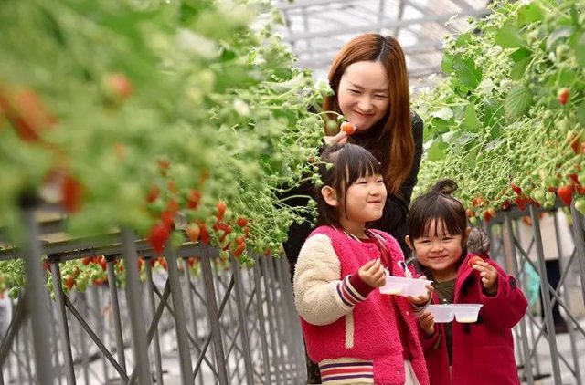 陈冠希吃的苹果,陈冠希吃的白草莓什么品种