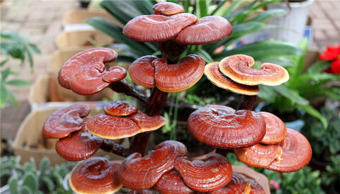 灵芝厂家批发市场价格表,灵芝产业的市场前景