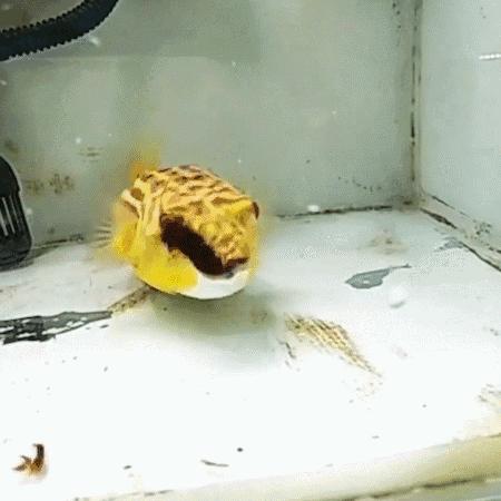 牙好胃口好的鱼，蜈蚣蝎子当零食，啃水蛇像吃面条