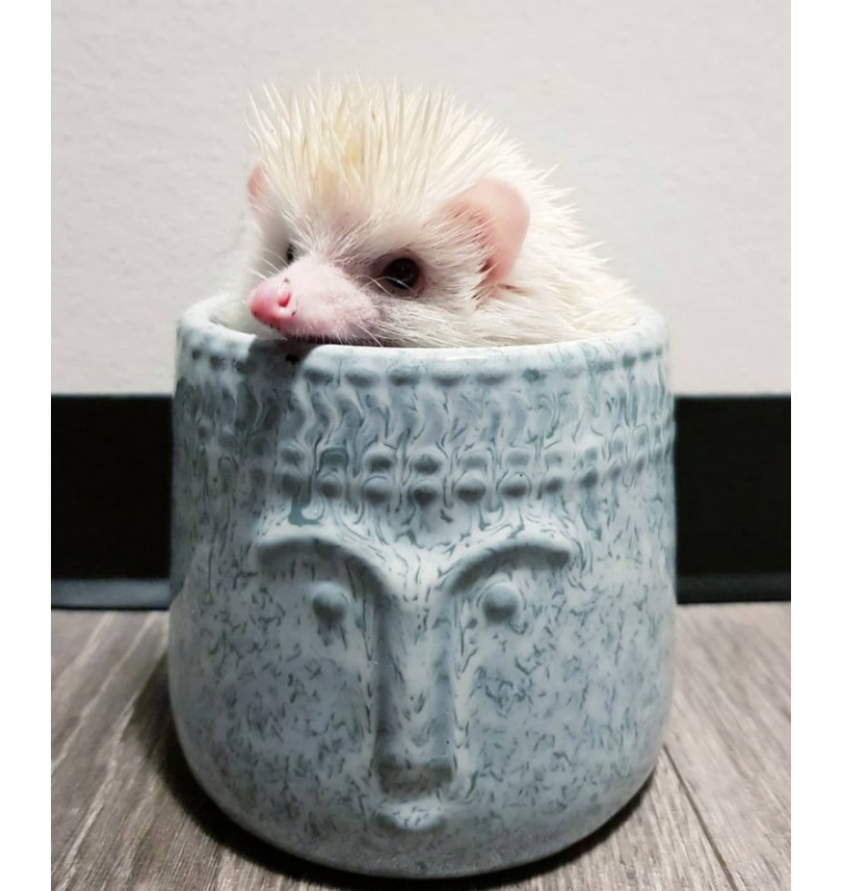 刺猬刚到新家怎么照顾,小刺猬保护自己的方法