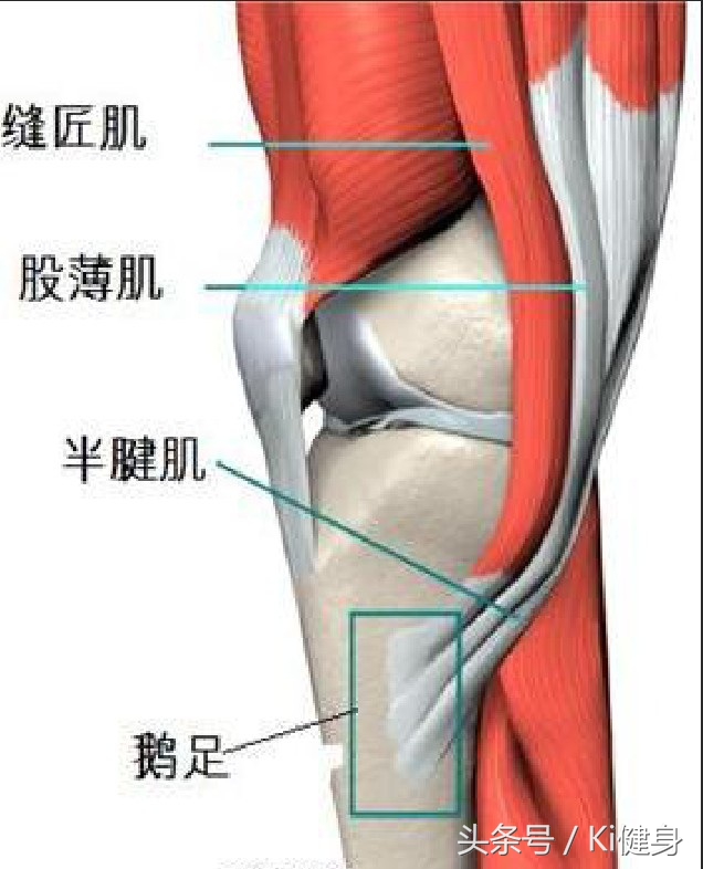 膝盖弯曲有点疼膝关节结构图,从运动角度来看膝关节为什么会痛