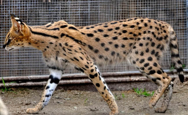 世界上最贵的守宫宠物,全世界最贵的宠物是什么狗