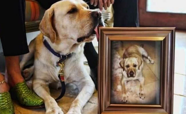 世界上最贵的守宫宠物,全世界最贵的宠物是什么狗