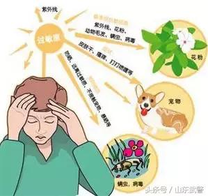 过敏君科普,过敏君的尴尬人生