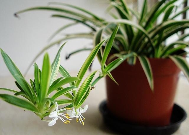 除醛方法不对甲醛依然超标,新房甲醛超标如何快速除醛