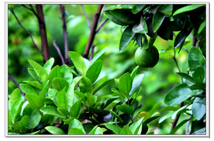 龙泉市好吃美食,丽水市龙泉市特色美食