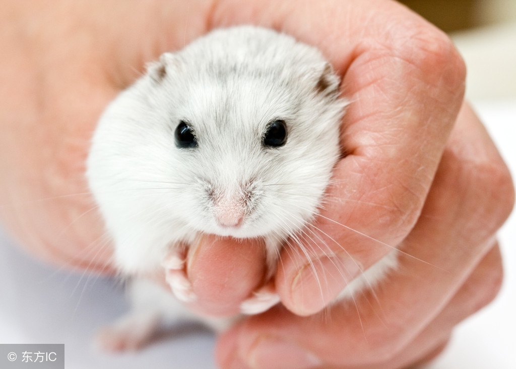 侏儒仓鼠哪种性格温顺,布丁和奶茶仓鼠哪个温顺