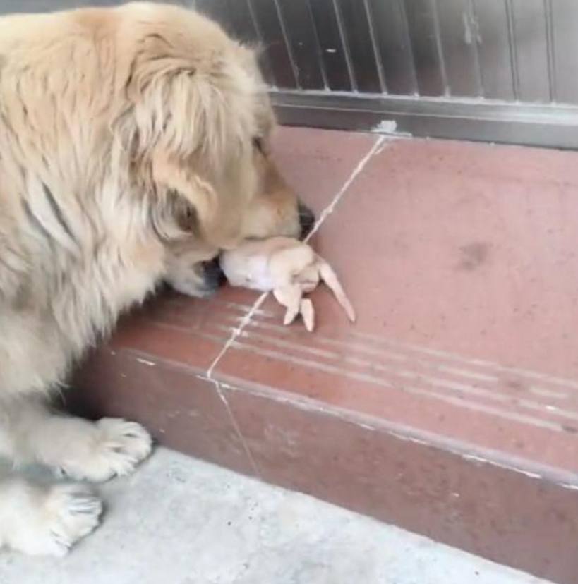 刚出生狗妈妈死掉了怎么办,刚出生几天的小狗狗哭了
