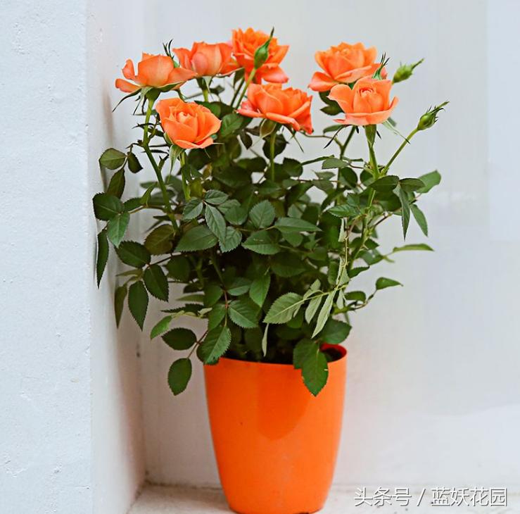 月季不能浇什么水,月季施肥不当怎么处理