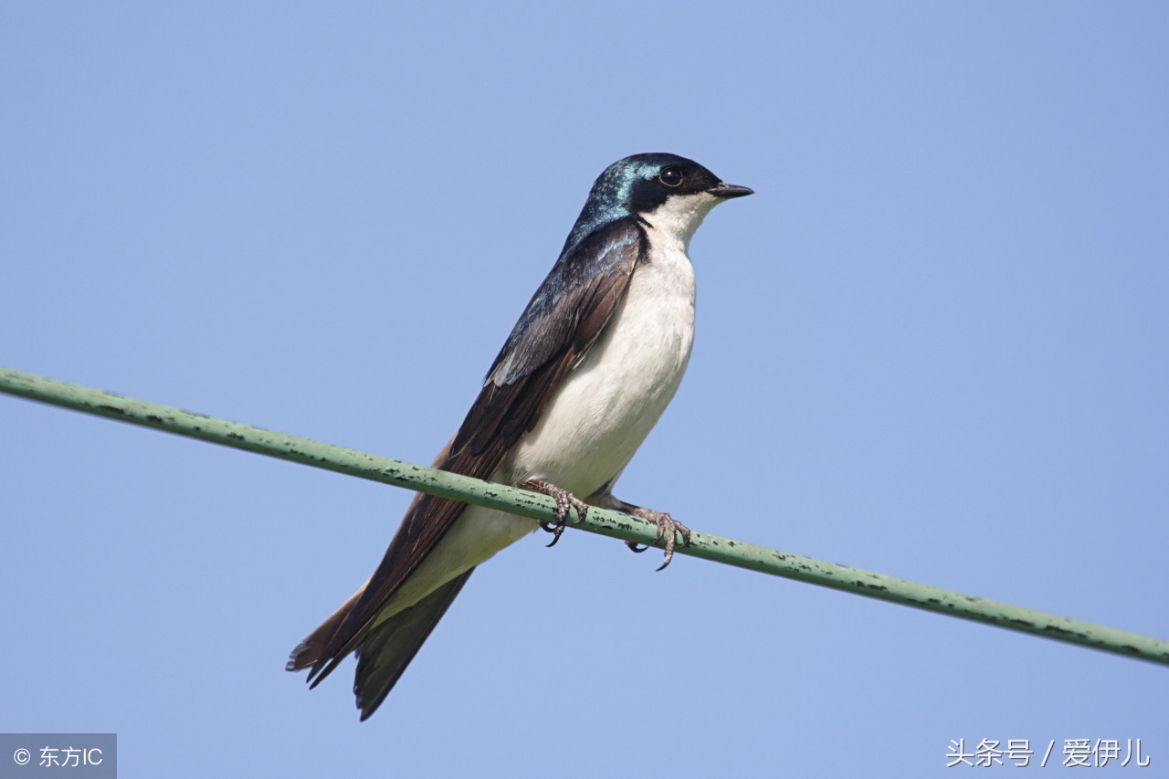 写春燕最美的诗词名句,描写春天燕子的诗句古诗词