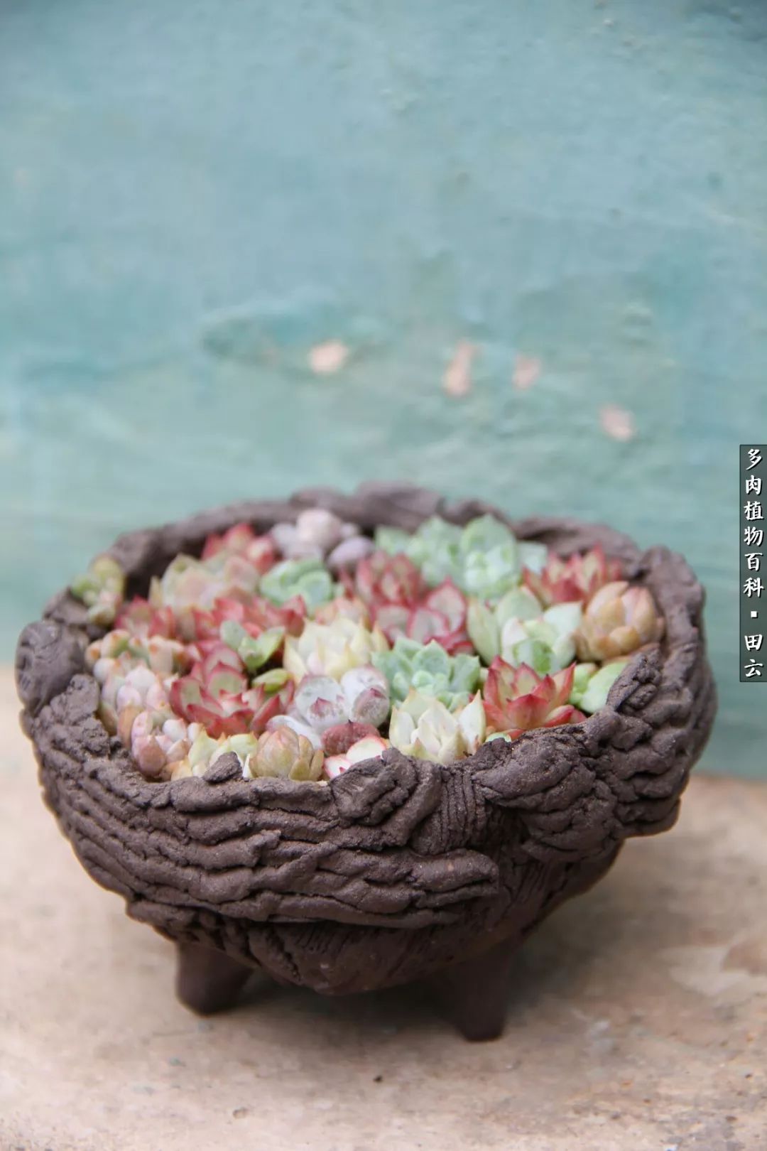 养多肉的精致生活,养多肉的乐趣在于没事瞎折腾