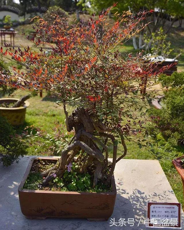 南天竹盆景鉴赏,南天竹盆景能放室内吗