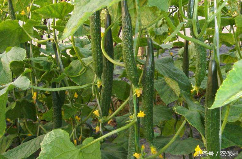 为什么刚出苗的黄瓜苗发黄,给黄瓜苗喷了醋后发黄怎么办