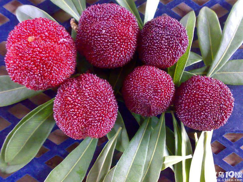 鍏版邯鏃呮父浠嬬粛,鍏版邯缇庝附