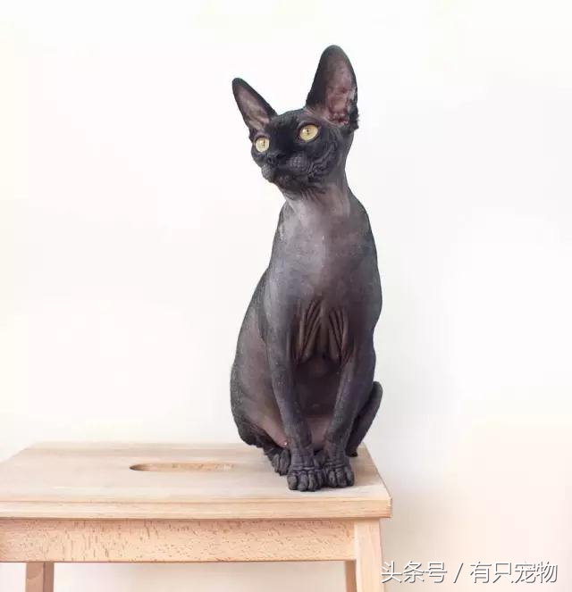 猫咪掉毛不吃化毛膏,无毛猫斯芬克斯掉毛吗