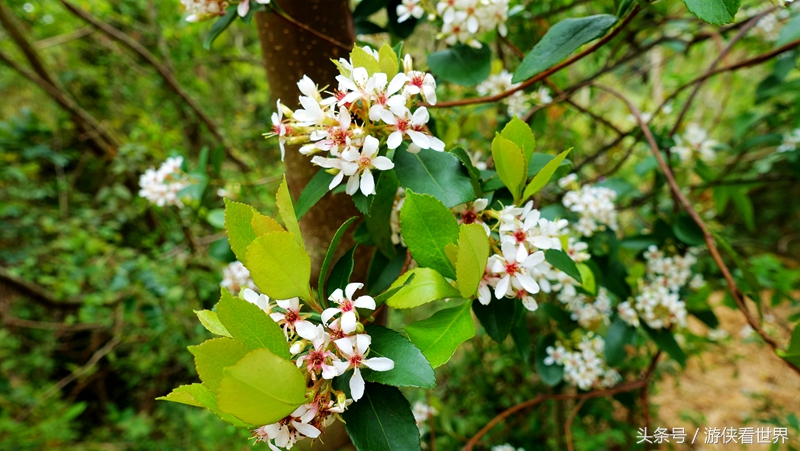 一岛三桥：宁静迷人的香港马湾岛眺望汀九青马汲水门大桥