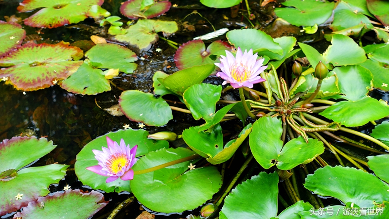 一岛三桥：宁静迷人的香港马湾岛眺望汀九青马汲水门大桥