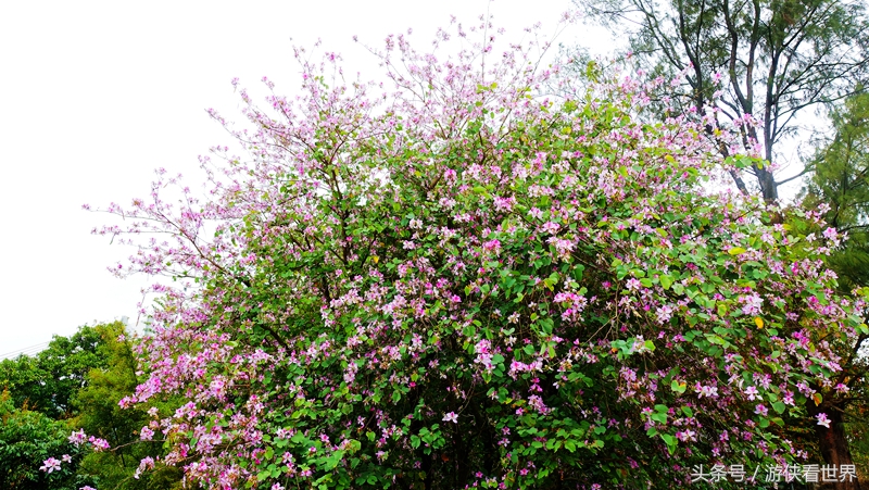 一岛三桥：宁静迷人的香港马湾岛眺望汀九青马汲水门大桥