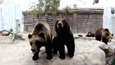 想投食小白虎、赏国际马戏？你有时间，小编有票，周末灵玲走起