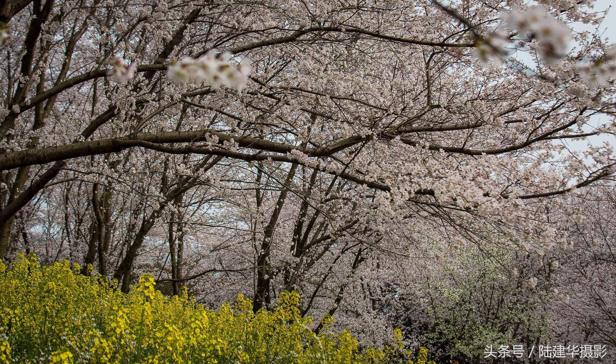太湖赏樱花鼋头渚旅行攻略,太湖鼋头渚风景区看樱花旅游攻略