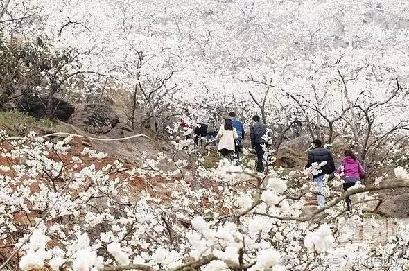 河南安阳自驾游必去的十个景点,河南洛阳周边自驾游免费景点