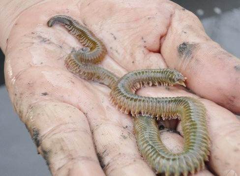 农村常吃的十种虫子,中国可以吃的六种虫子你敢吃吗