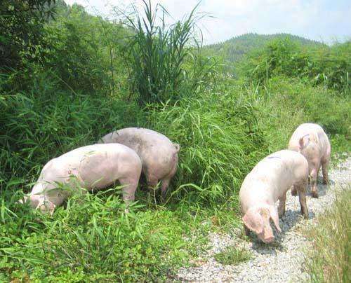 母猪返情的十大原因及解决案例,母猪返情的症状是怎样