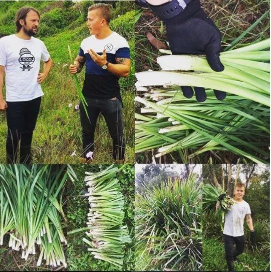 跟着澳洲大厨一起去“打野食”