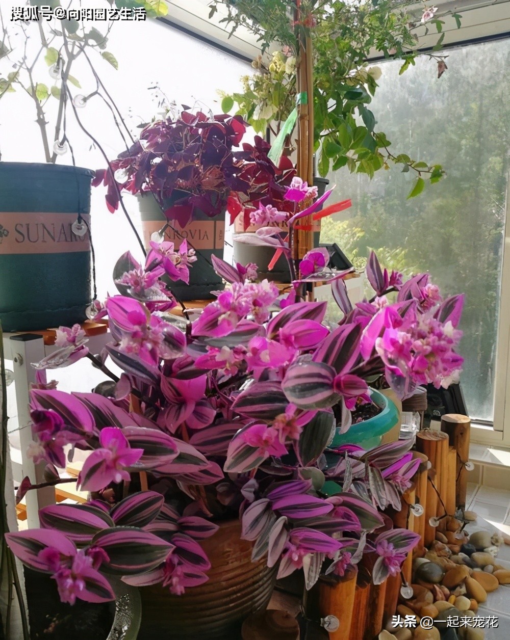 家中的盆栽花叶黑了怎么处理,家里的花花有黄叶怎么办