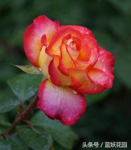 缺少阳光种什么月季,缺少直射光怎么养月季