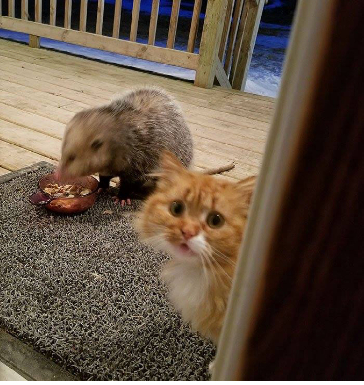 仓鼠当猫咪的面抢食物,仓鼠抢猫食物视频