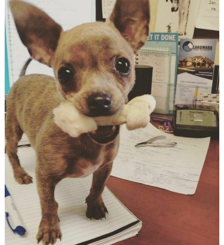 吉娃娃是世界上最小的纯种犬,吉娃娃是最古老的犬种