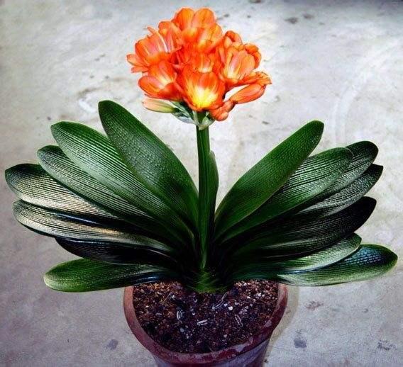 给君子兰吃补药开花旺,君子兰开花之前喂一颗生鸡蛋