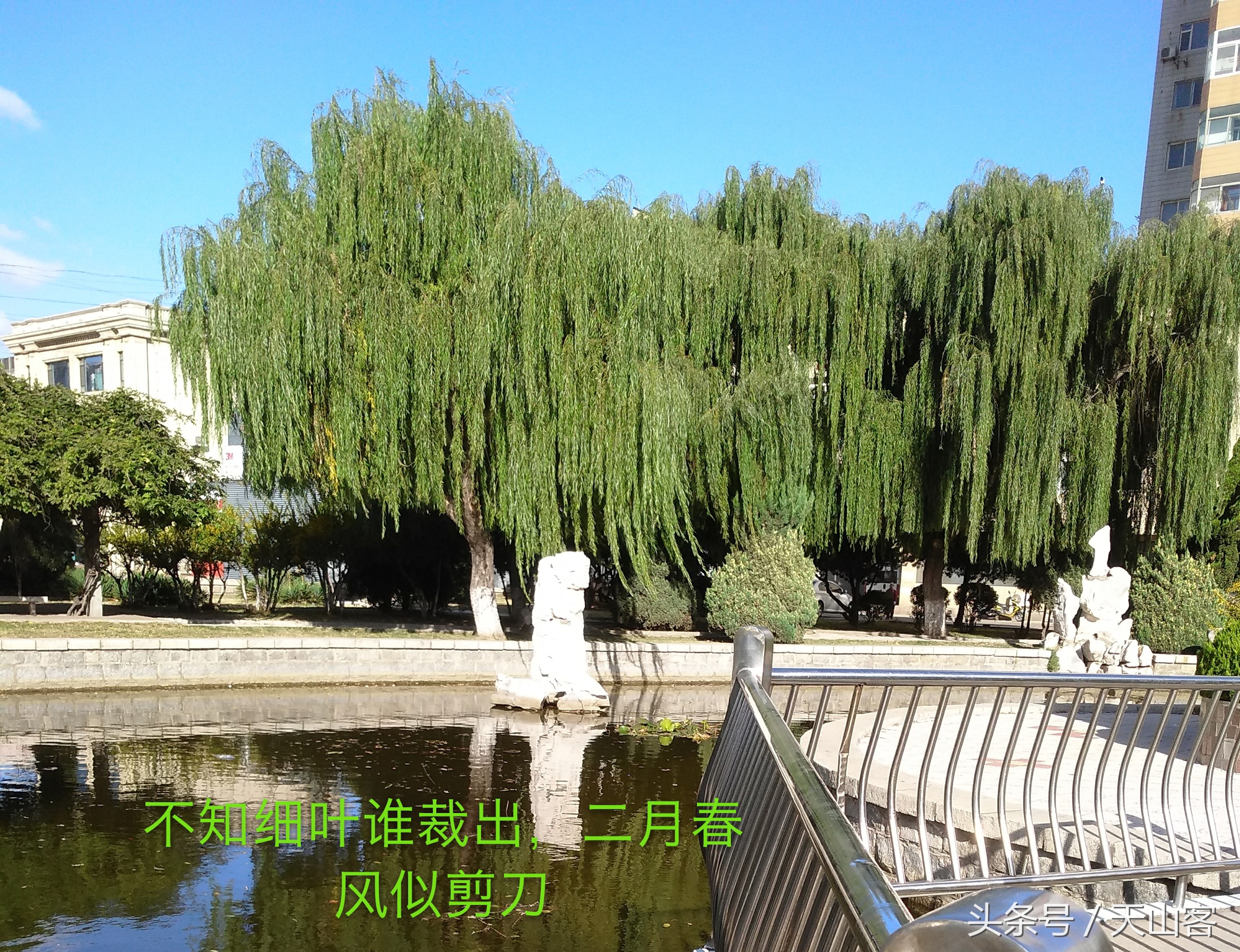 柳树的情感和品格,柳树的品格是什么