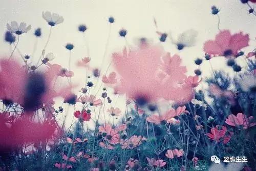 娶了红玫瑰娶了白玫瑰什么意思,娶了白月光爱上了朱砂痣