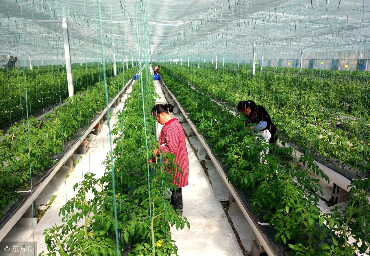 农业补贴哪些项目最容易拿到,2020年成都市扶持农业补贴发了么