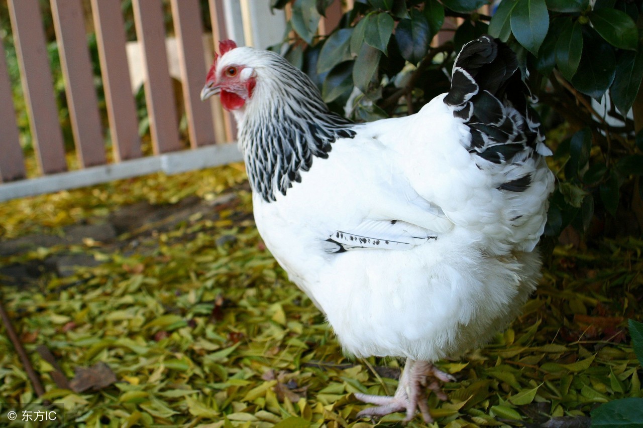 12生肖鸡和什么属相最合,鸡和什么属相最配12生肖运势